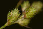 Florida hammock sedge